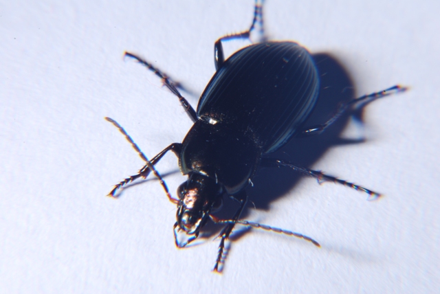 Sconosciuto? no, Poecilus cupreus
